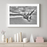 Driftwood on the Beach mood picture