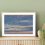 Seagulls Soaring mood picture