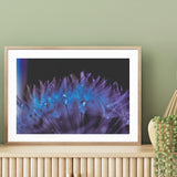 Purple Dandelion I mood picture