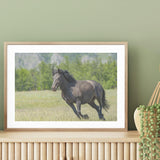 Horse in Meadows mood picture