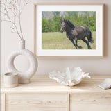 Horse in Meadows mood picture