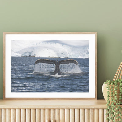 Whale Tail mood picture