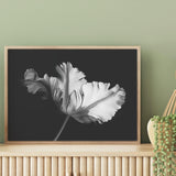 Ballet Tulip mood picture