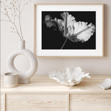Ballet Tulip mood picture