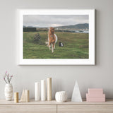 Icelandic Horse in the Meadow mood picture