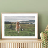 Icelandic Horse in the Meadow mood picture