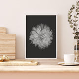 Dahlia on Black mood picture