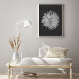 Dahlia on Black mood picture