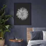 Dahlia on Black mood picture
