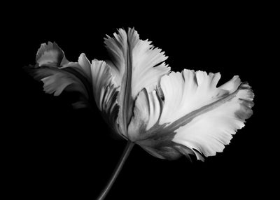 Ballet Tulip 50x70 cm