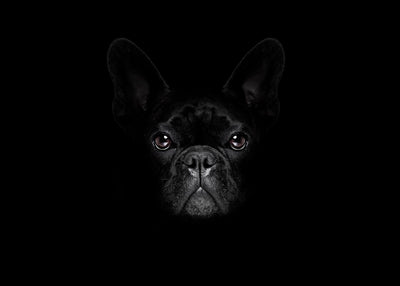 Bark in black 50x70 cm