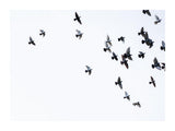 Bird Flock Flying Away 30x40 cm