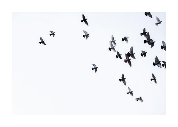 Bird Flock Flying Away 50x70 cm
