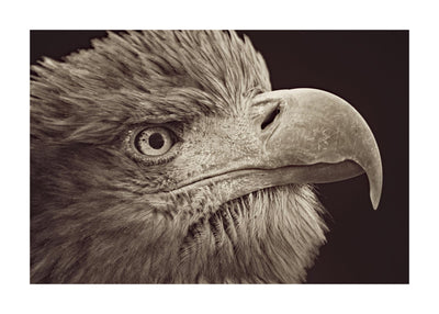 Bird Of Prey 50x70 cm
