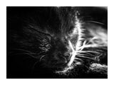Black Cat 30x40 cm