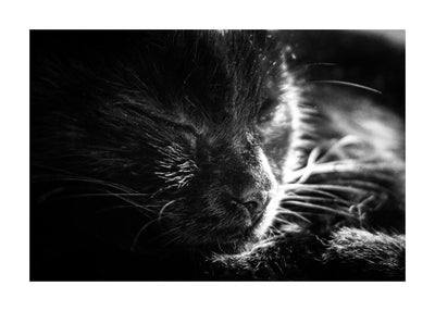 Black Cat 50x70 cm