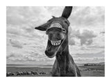Cheeky Donkey 30x40 cm