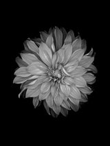 Dahlia on black 30x40 cm