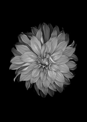Dahlia on black 50x70 cm