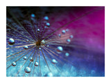 Dandy Drop 30x40 cm