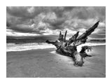 Driftwood On The Beach 30x40 cm