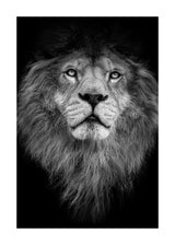 Everything The Light Touches 50x70 cm