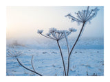 Frosted Tips 30x40 cm