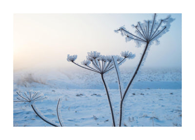 Frosted Tips 50x70 cm