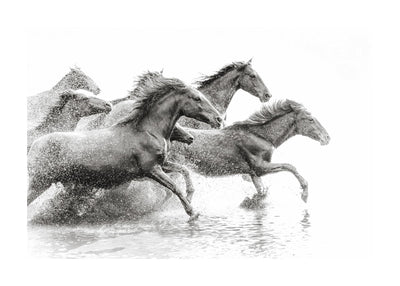 Herd Of Wild Horses 50x70 cm