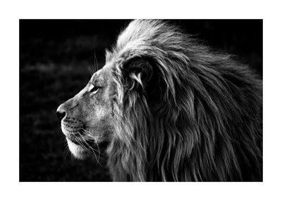 His Majesty I 50x70 cm