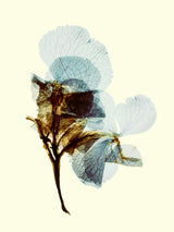 Hydrangea on yellow 30x40 cm