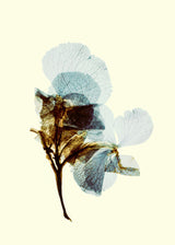 Hydrangea on yellow 50x70 cm