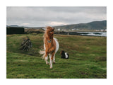 Icelandic horse in the meadow 30x40 cm