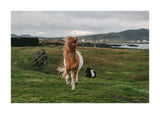 Icelandic horse in the meadow 50x70 cm