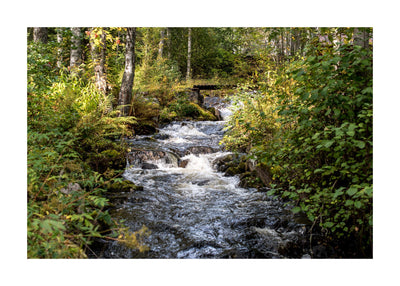 Little River In The Forest 50x70 cm