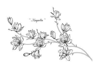 Magnolia 50x70 cm