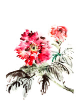 Paeonia Flowers 30x40 cm