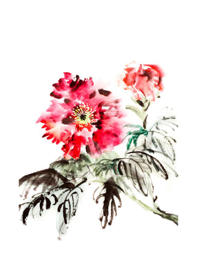 Paeonia Flowers 50x70 cm
