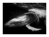 Playful whale 30x40 cm
