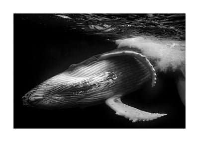 Playful whale 50x70 cm