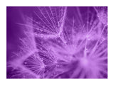 Purple Dandelion II 30x40 cm