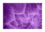 Purple Dandelion II 50x70 cm
