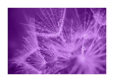 Purple Dandelion II 50x70 cm
