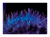 Purple Dandelion I 30x40 cm