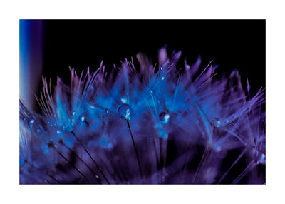 Purple Dandelion I 50x70 cm