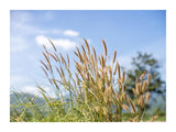 Reeds In The Wind 30x40 cm