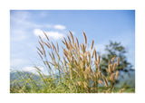 Reeds In The Wind 50x70 cm