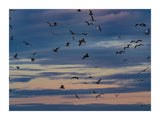 Seagulls Soaring 30x40 cm