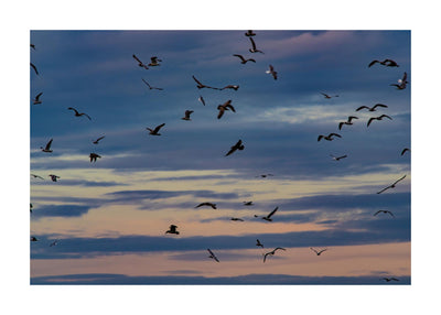 Seagulls Soaring 50x70 cm