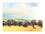 The Olive Farm 30x40 cm